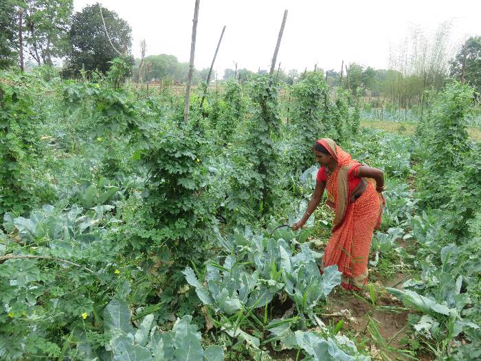गिरवी पड़ी ज़मीन को गहने बेचकर छुड़वाया, आज सब्जियों की खेती से लाखों रुपये तक की हो रही बचत