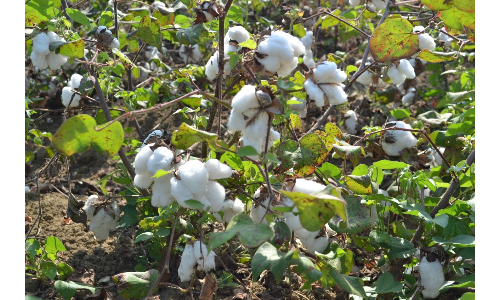 Demand for local varieties of cotton seeds gaining momentum in Maharashtra, India