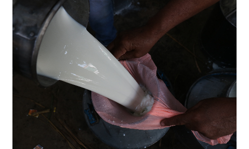 देश में बढ़ा दूध का उत्पादन, हर व्यक्ति के लिए दूध उपलब्धता 355 ग्राम हुई