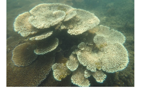 Destroyed Coral Reefs Of The Gulf Of Mannar