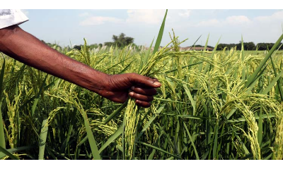 ये है लाखों लोगों की जान बचाने वाला चमत्कारी चावल