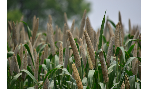मोटे अनाजों की अनदेखी कर चावल से कुपोषण दूर करेगी सरकार, होंगे करोड़ों रुपए खर्च