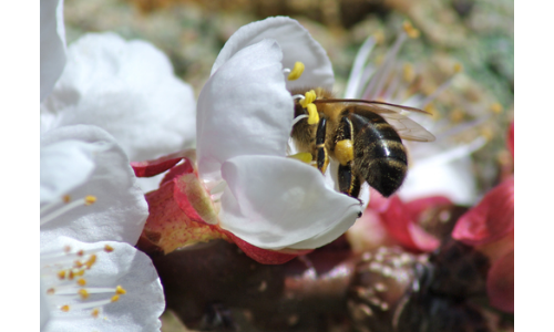Why Bees Are So Important For Our Nutrition?