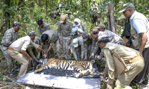 मध्य प्रदेश से ओडिशा पहुंचे बाघ की तबियत बिगड़ी, 24 घंटे चिकित्सकों की निगरानी में