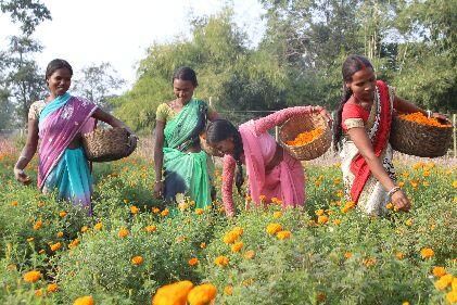 ग्रामीण महिलाएं आजीविका कृषक मित्र बनकर कर रहीं आधुनिक तरीके से खेती