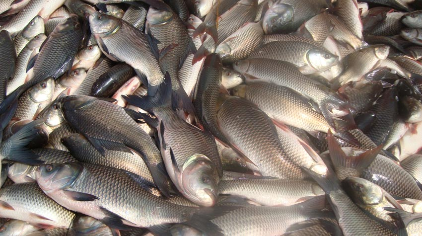 गोवा सरकार मछली आयात से रोक हटाएगी, चौकियों पर जांच के बाद आएगी खेप
