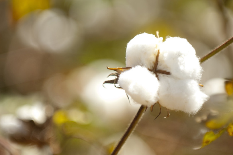 Global Cotton Consumption May Rise To A Record 27.5 million Tonnes In 2018/19: ICAC