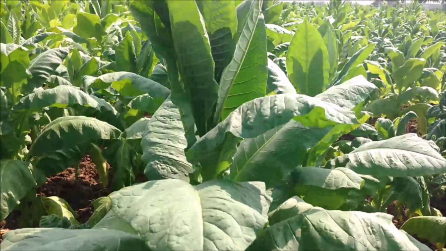 देश में घटा तंबाकू की खेती का रकबा और उत्पादन, किसान उगा रहे वैकल्पिक फसलें