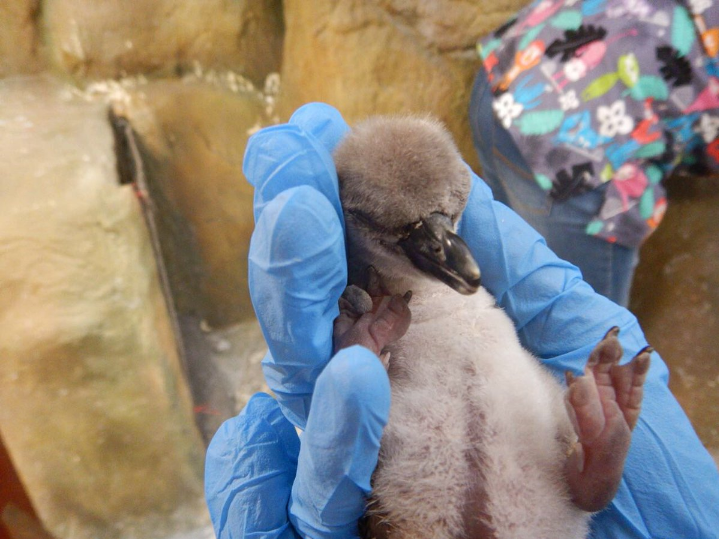 खुशखबरी: भारत में पैदा हुआ पहला हम्बोल्ट पेंगुइन