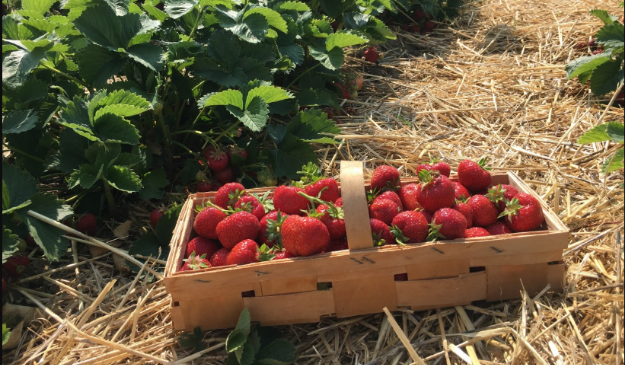 स्ट्रॉबेरी मतलब मुनाफे वाली फसल, आप भी कर सकतें हैं इसकी खेती, जानिए कैसे