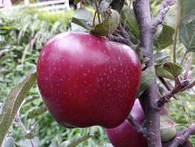 हिमाचल प्रदेश के सेब बागवानों पर मौसम और सरकारी उदासीनता की मार