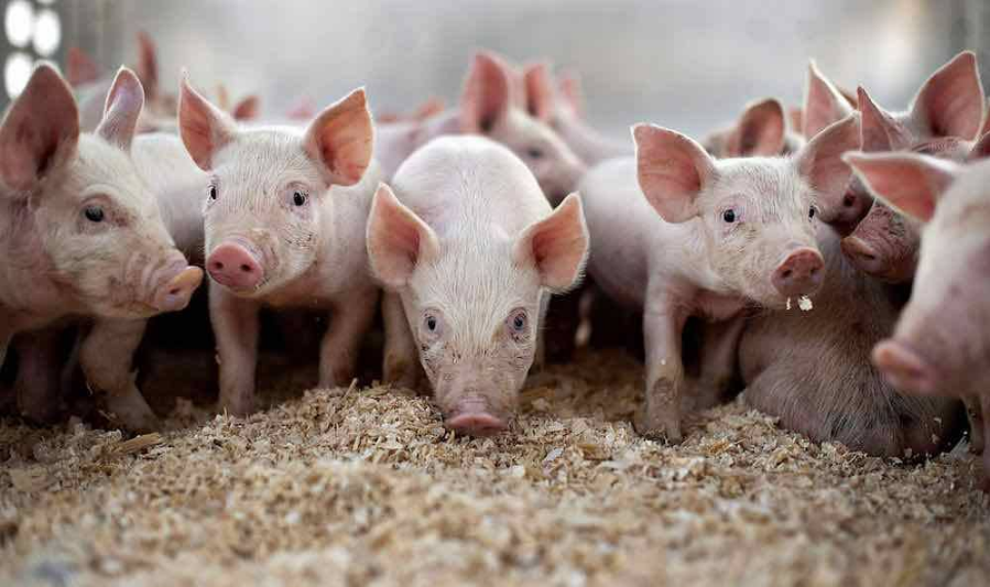 आखिर क्यों मार दिए गए चीन में हजारों सुअर?