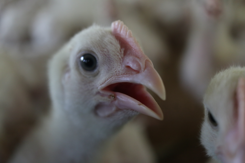 जानें मुर्गियों में होने वाली बीमारियां और उनके टीके