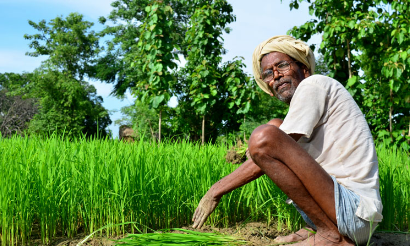 बंगाल में उपजने वाले चावल में भी आर्सेनिक