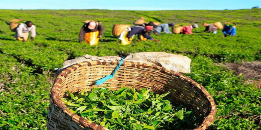 देश में चाय का उत्पादन 6.7 फीसदी गिरा, निर्यात में 6.5 फीसदी की बढ़ोतरी