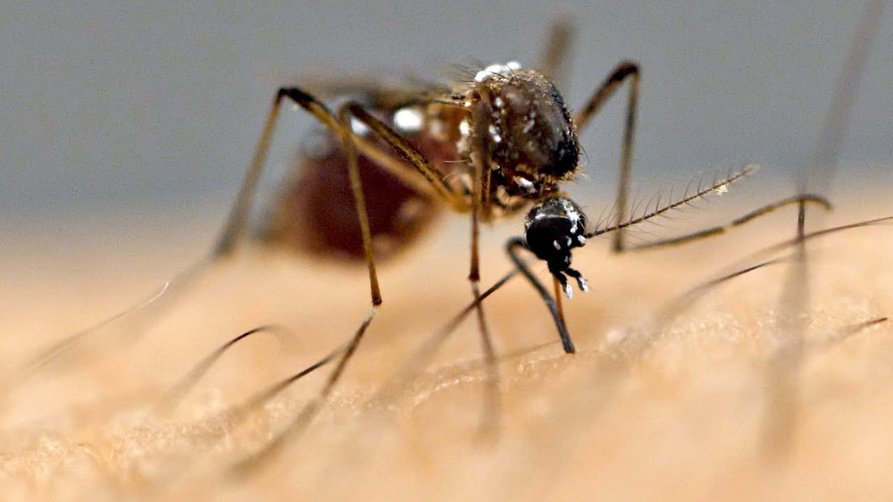 Higher Average Temperatures Linked To Chikungunya Risk In India