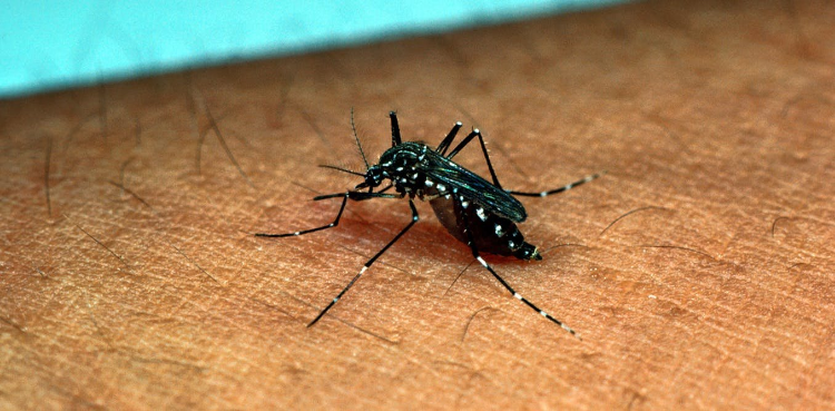 अगर ऐसा ही रहा तो डेंगू के मच्छरों को मारना हो जाएगा मुश्किल