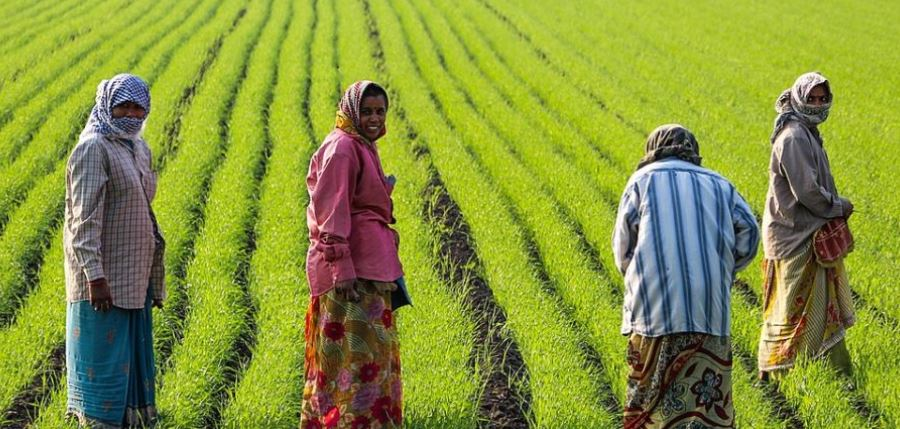 Andhra Pradeshs Push For Zero Budget Natural Farming Inspires Others