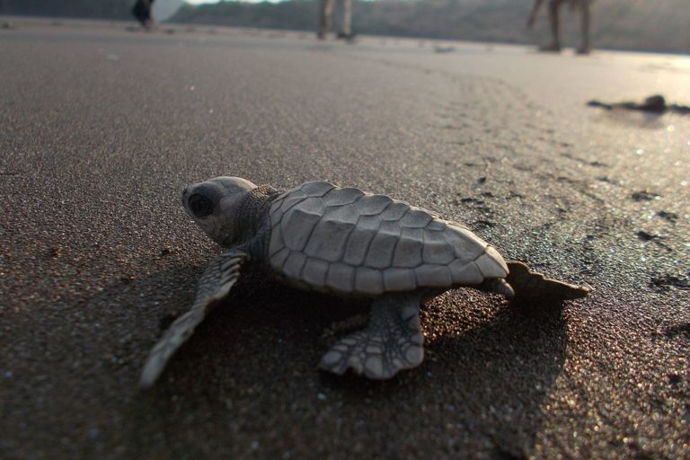 Indias Turtles Lose To Two Industrial Projects Near Their Nesting Sites