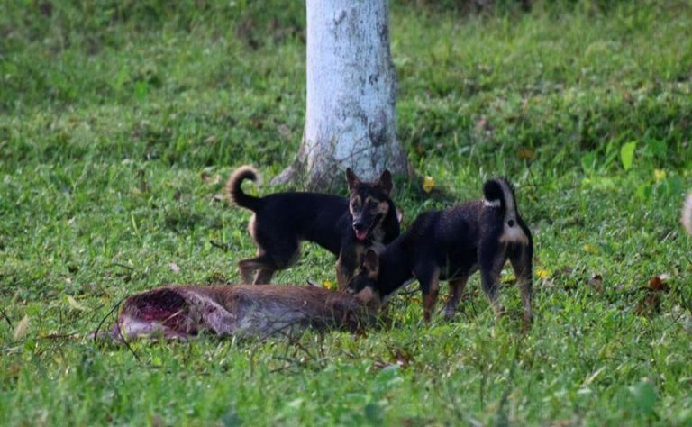 Domestic Dog: Biggest Threat To Wildlife In India?