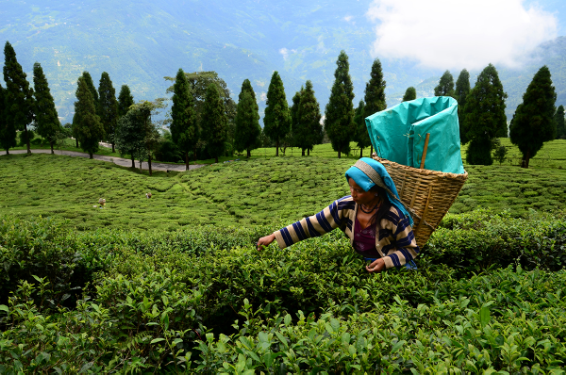 दक्षिण भारत में घटा चाय का उत्पादन
