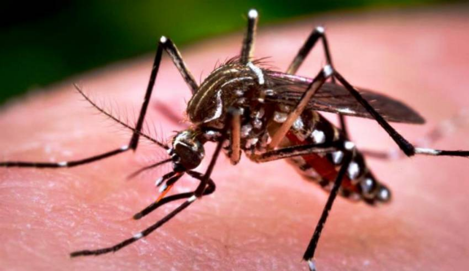 यह खबर आपको मच्छरों और उनसे होने वाली बीमारियों से बचा सकती है