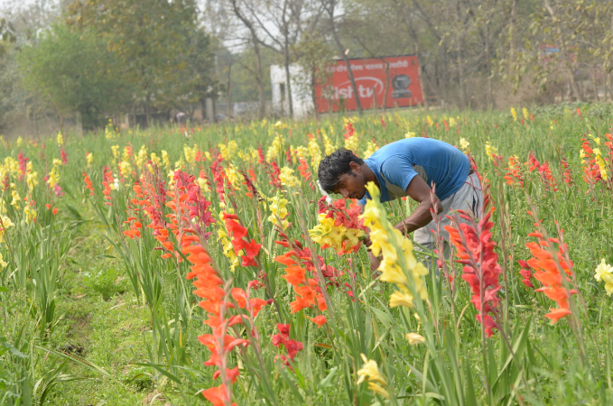 पढ़िए कब और कैसे कर सकते ग्लेडियोलस की खेती, जिसके फूलों की है देश-विदेश तक  मांग