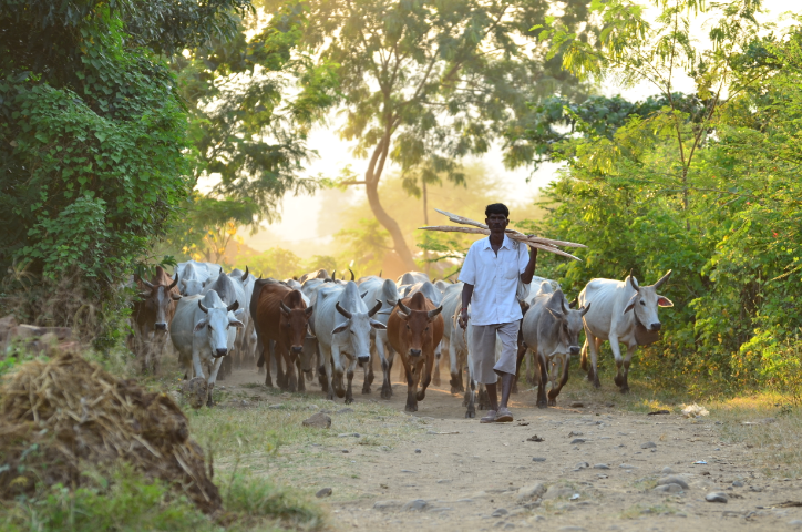 देसी गायों के दुग्ध उत्पादन को मिलेगा बढ़ावा, दुग्ध उत्पादकों को मिलेगा नंद बाबा पुरस्कार