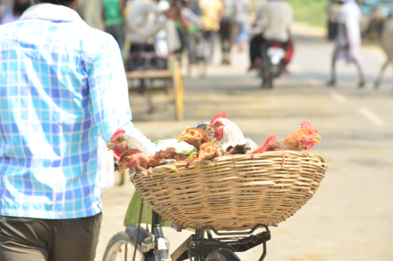 कच्चा माल महंगा होने से चिकन और अंडे की कीमतें 50 फीसदी तक बढ़ीं