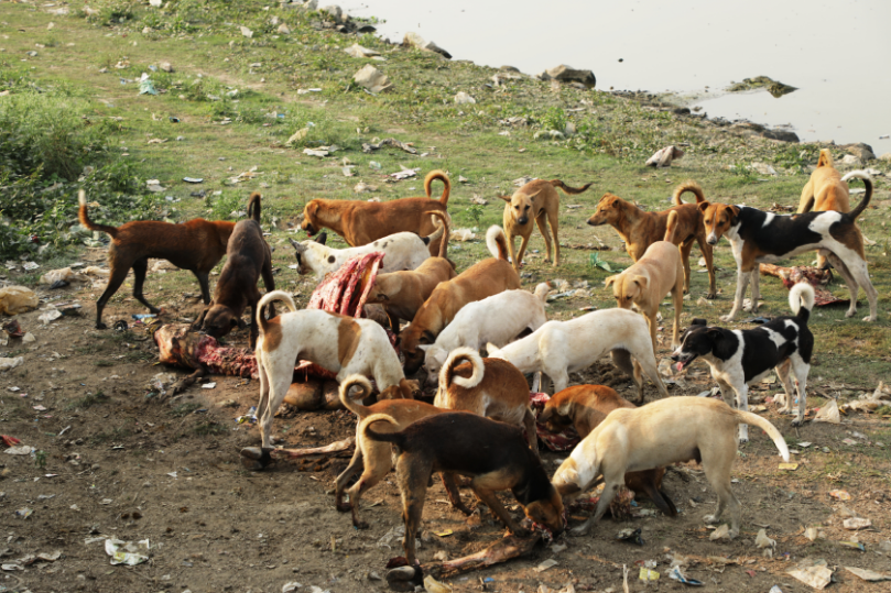 एहसान फरामोश: कमाई कराने वाली गाय-भैंस के शवों की दुर्गति का जिम्मेदार कौन?
