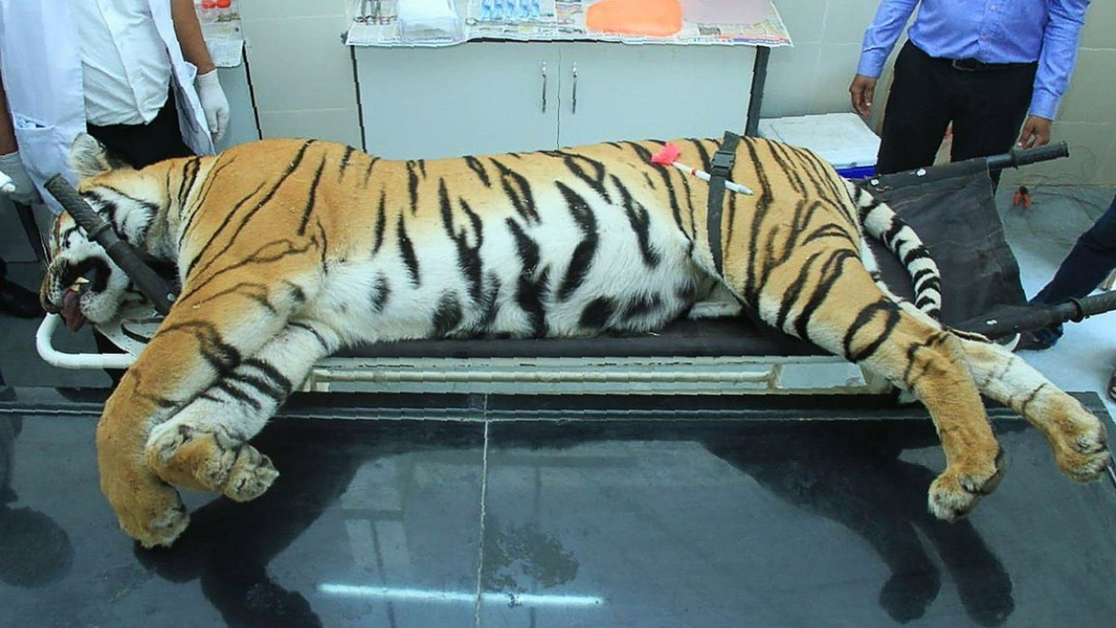 11 महीने में 85 बाघों की मौत, कहीं बाघों के लिए कब्रगाह न बन जाए भारत