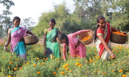 Village Women Farmers Using Modern Techniques By Becoming Livelihood Farmer Friend