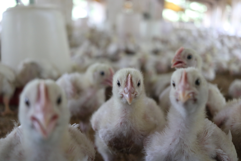 मुर्गीपालन को मुनाफ़े का सौदा बनाना है तो इस किसान की कहानी पढ़िए