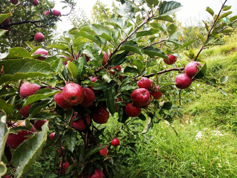 Weather destroys apple crops, prices go up by 15% to 20%