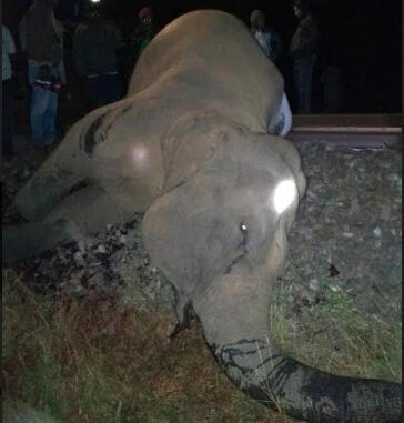 ओडिशा में मालगाड़ी की चपेट में आने से एक और हाथी की मौत
