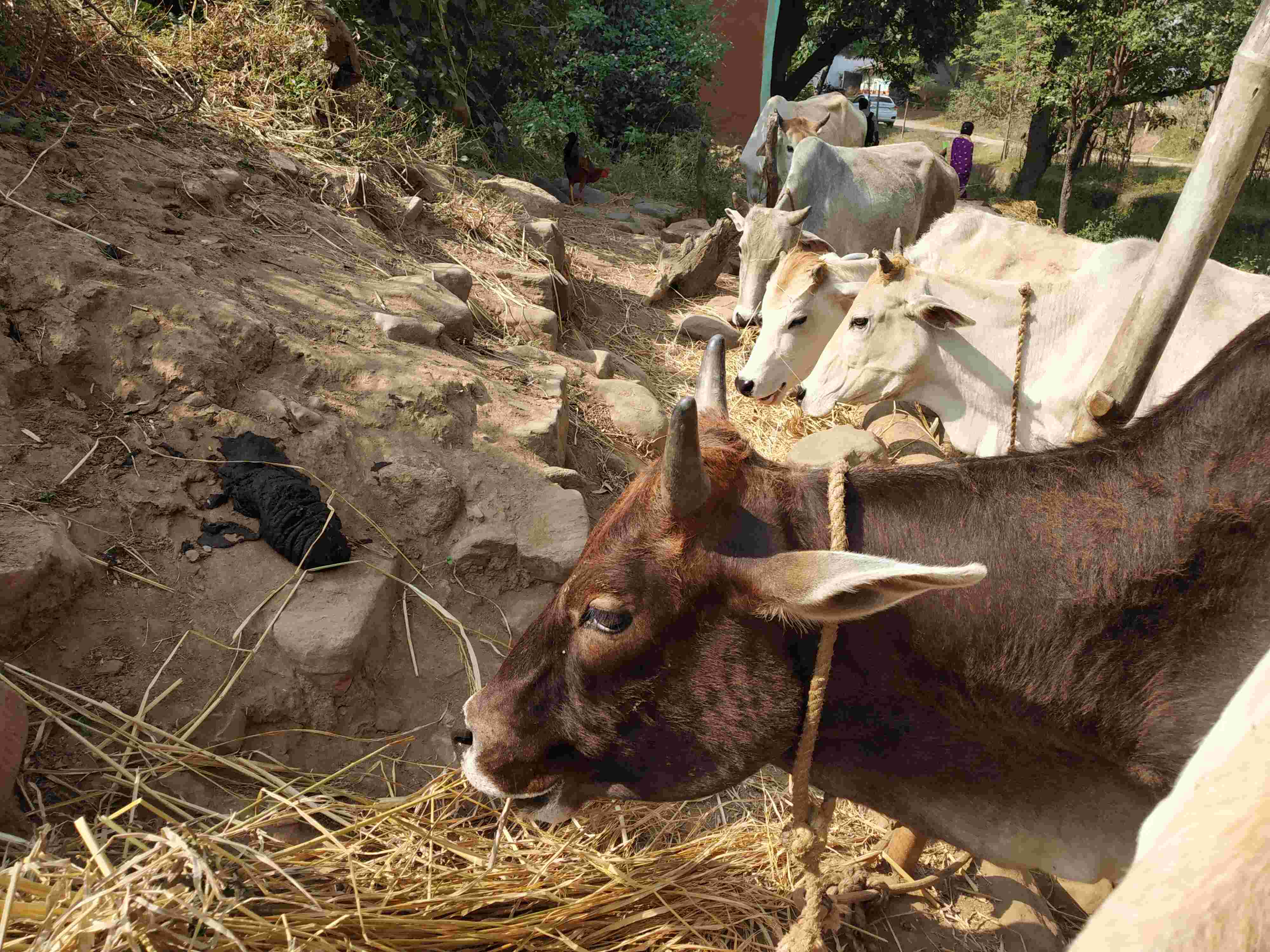 किसानों की आमदनी बढ़ाने के लिए स्वदेशी गाय मददगार : कृषि मंत्री
