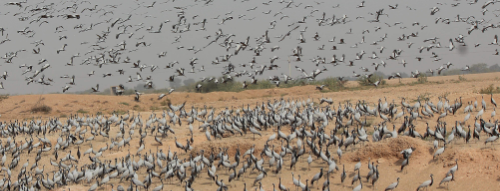 World Migratory Bird Day: पक्षियों पर संकट मतलब इंसानी अस्तित्व पर खतरा