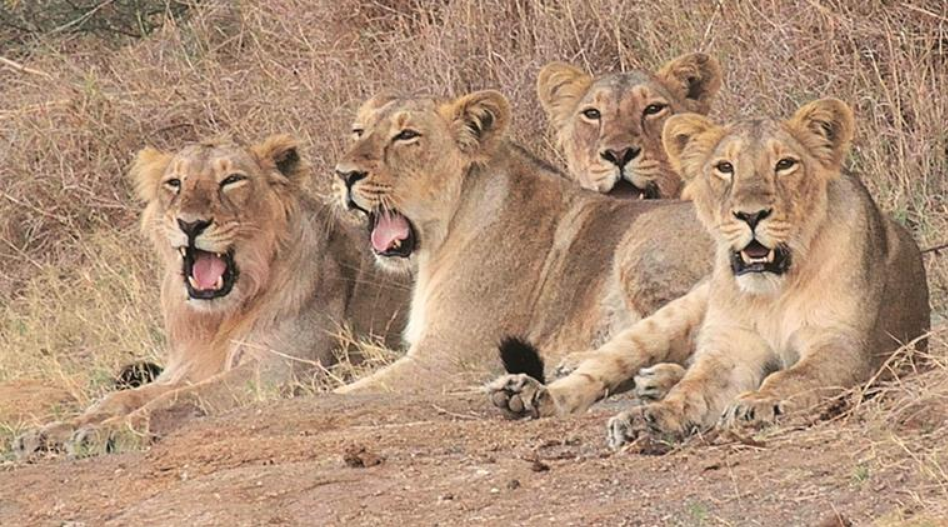 lions killed, lions dead, lion accident, lion gujarat, gujarat lion