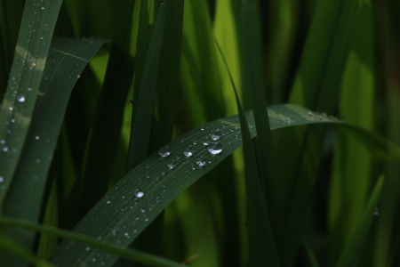 यूपी में बारिश और ओले से बढ़ी ठंड, हल्की बारिश फसलों के लिए फायदेमंद
