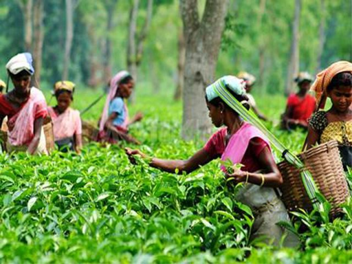 पाकिस्तान में बढ़ी भारतीय चाय की मांग
