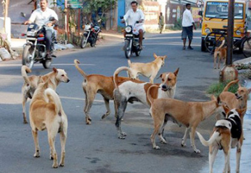 पशुओं की संख्या पर नियंत्रण के लिए दिल्ली सरकार बना सकती है कल्याण नीति