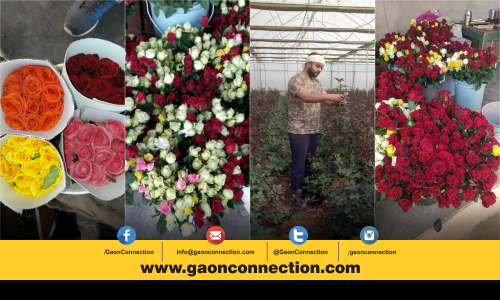 जानिए कैसे गुलाब की खेती से हर साल 30 लाख रुपए कमाता है यह किसान