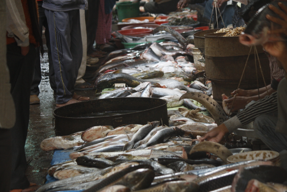 मछलियों से कैंसर का खतरा, आयात पर रोक लगाने की तैयारी में बिहार सरकार !