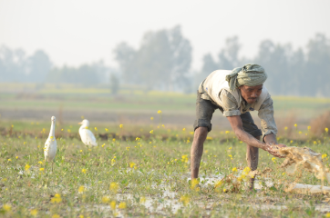 उत्तर भारत में बारिश के साथ पड़े ओले, इस समय किसान करें खेती के ये जरूरी काम