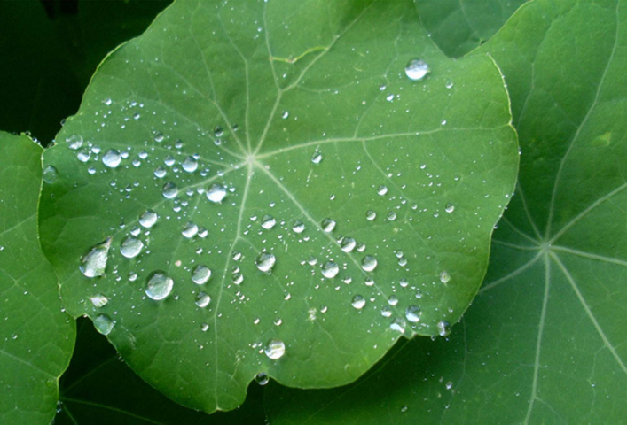 वैज्ञानिकों ने बनाया कमल की पत्तियों से प्रेरित ईको-फ्रेंडली मैटेरियल