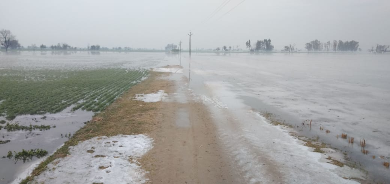 hailstorm in punjab, sangrur, Thousands of acres crop destroyed