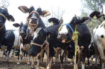 World Milk Day: जलवायु परिवर्तन बढ़ाएगा पशुओं में टेंशन, 2050 में भारत में होगी दूध की किल्लत