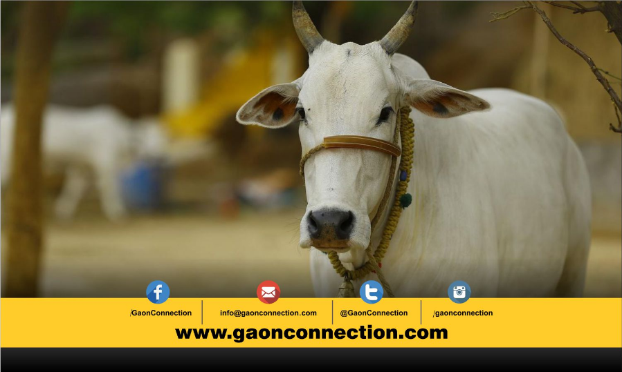 बजट 2019: गायों की नस्ल सुधार के लिए बनेगा राष्ट्रीय कामधेनु आयोग