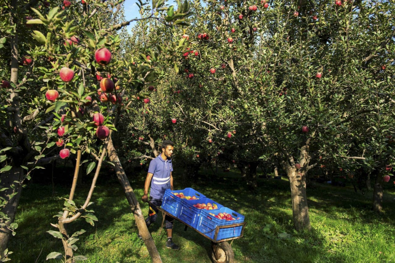 लगातार बढ़ते तापमान से हिमाचल क्षेत्र में घट रहा सेब उत्पादन