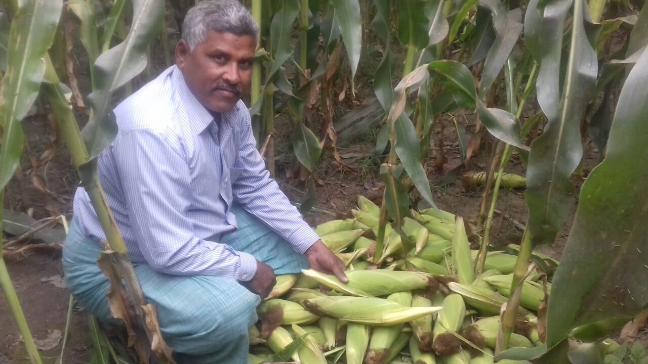 आधे किलो का मक्का पैदा कर क्षेत्रीय किसानों के लिए मिसाल बने अश्वनी वर्मा